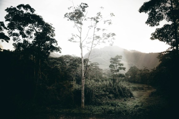 El Árbol de la Vida